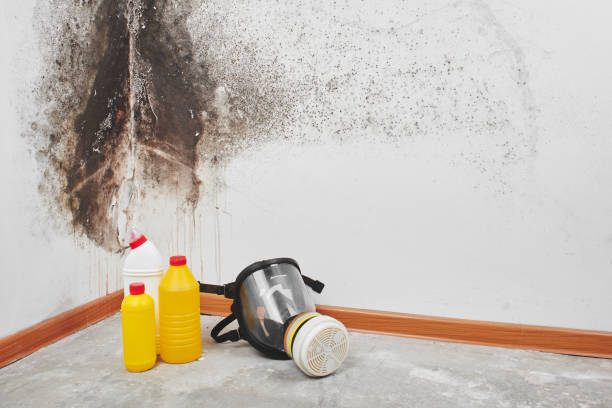 Water damage restoration mold remediation